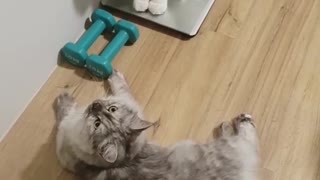 2 Kittens Trying ti Lift Some Wight