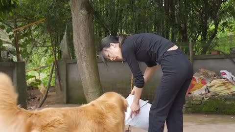 dogs are clever and friendly video