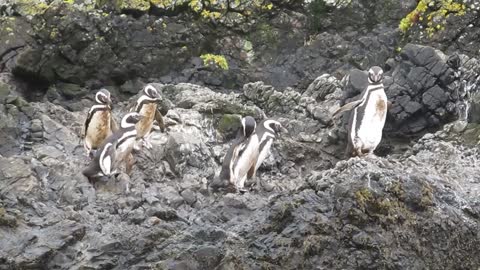 Penguins on the coast of Chiloe Island, southern Chile 2012