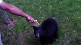 Hand Feeding a Bear Some Bread