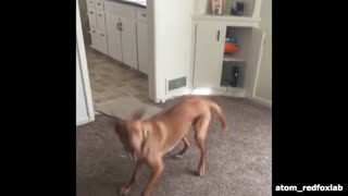 Happy dog jumps for joy