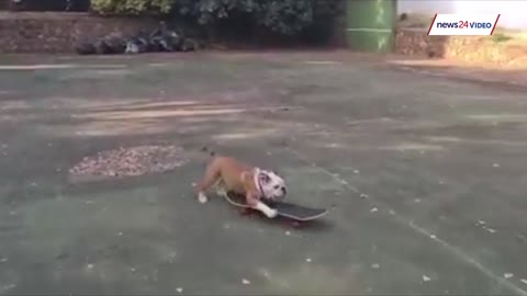 WATCH | Bulldog works on his skateboarding technique