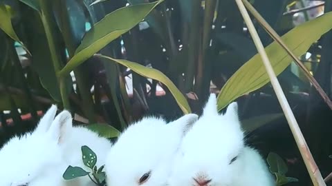Cute Bunnies at Lunch: The Sweetest Moment of the Day!