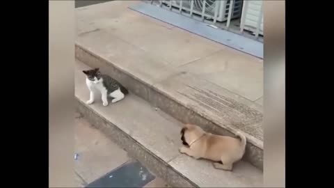 Cats VS Dogs funny animal videos :)