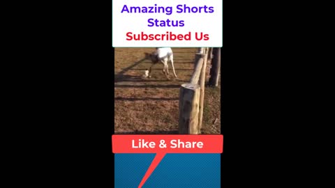 Horse playing with Chicken by Amazing Shorts Status#shorts #trending #Trend #viral