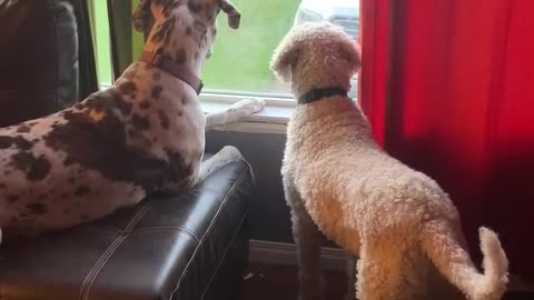 Standard Poodle & Great Dane having a tantrum cause mom took their sister for a walk!