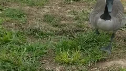 Trinity the 1-Legged Goose Lands Like A Boss