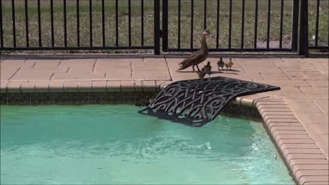 Duckling's in my pool