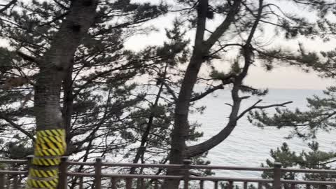 The scenery of the beach and pine trees.