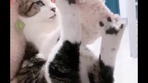 Funny Cats 😹 - Don't try to stop laughing 🤣 - Funniest Cats Ever