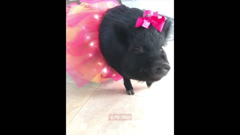 Pig dressing a tutu