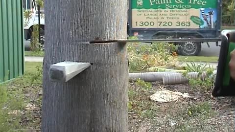 Tongue and Groove Tree Felling Technique