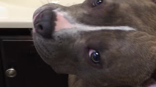 Pit Bull sings to her reflection in the mirror