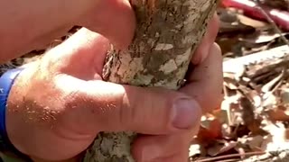 Making a mallet with the Settlers Wrench #bushcraft