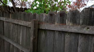 Writing Prompt: The Fence
