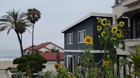 Manhattan Ave @ 5th st, Manhattan Beach, CA