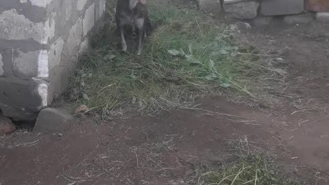 Dog "Busya" loves fresh grass