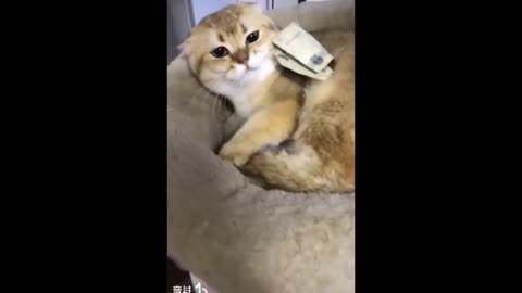 Gold Digger Cat