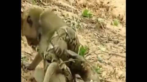 Snake attacks monkey