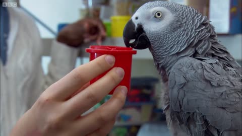 Parrot vs Child intelligence Test!