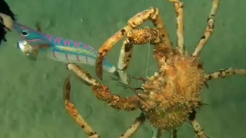 A Spider Crab tangled in a squid jig & fishing line needing help.