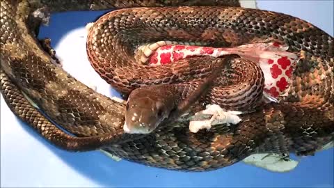 🐍 Removing Harmless Ratsnake From a Glue Trap 😢