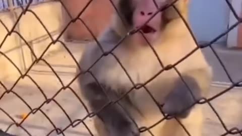 Angry monkey || funny monkey video || #shorts