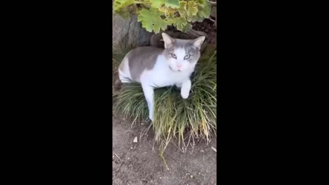 Funny and Adorable Pet's videos 📷