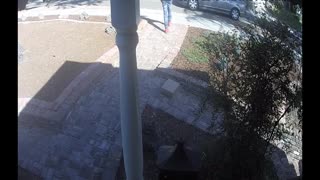 Package Thief Strikes in Broad Daylight