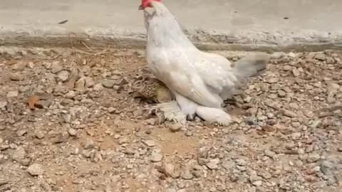 Why did chicken cross the road