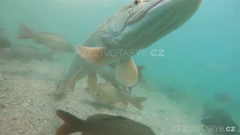 Freshwater fish Northern pike footage with nice bacground and natural light. Wild life animal.