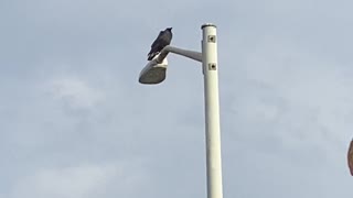 Black Bird sitting