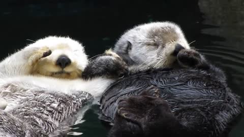 Otters Having Dream While holding hands and Floating