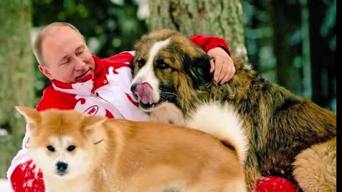 7 Dogs of Vladimir Putin