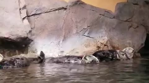 A cute sea otter spinning in the water