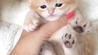 Sweet little kitty ❤️🧸