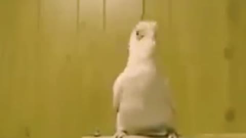 The bird enjoing by music