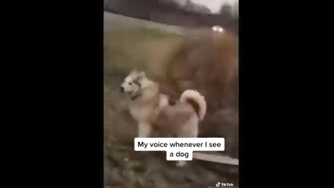 Funniest tiktok dogs and cats.....🤣🤣🤣🤣