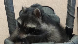 Pet Raccoon Enjoys Baby Swing