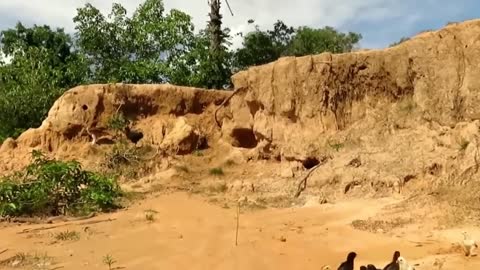 Mother hen fights the eagle to protect her chicks in a courageous display of animal bravery