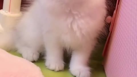 Baby Cats😘 - Cute and Funny Cat Videos Compilation #16 | Cutesty Life