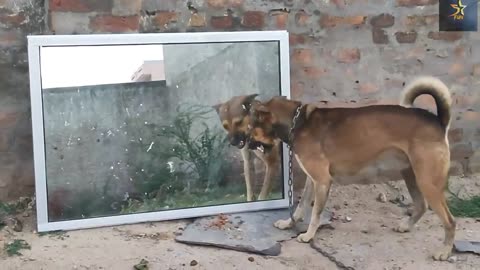 Prank Animal with Mirror - Funny Animals Reaction - Amazing Animals