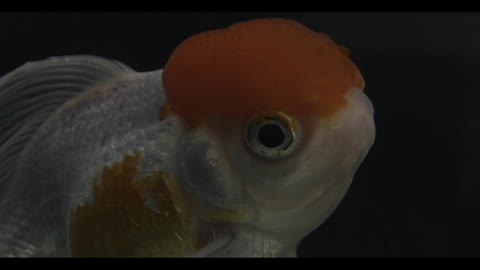 KINGUIO ORANDA RED CAP