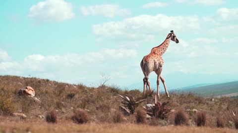 AFRICAN SAVANNAH ANIMALS