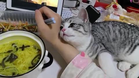 cat that gets in the way of eating