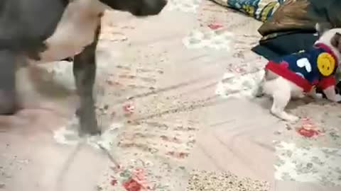 French Bulldog vs American Bully Dog Fight