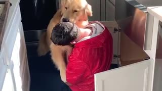 Golden Retriever extremely excited to see his owner