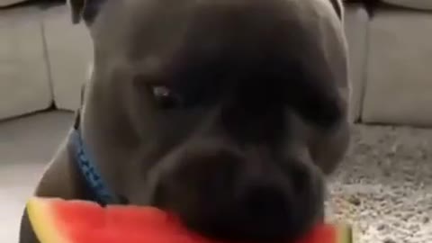 Funny Pitbull eats Watermelon - Funniest dog