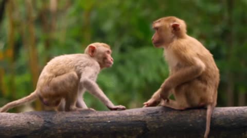 Funniest Monkey - cute and funny monkey videos