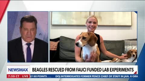 Organization is Rescuing Hundreds of Beagles from Fauci-funded Lab Experiments.